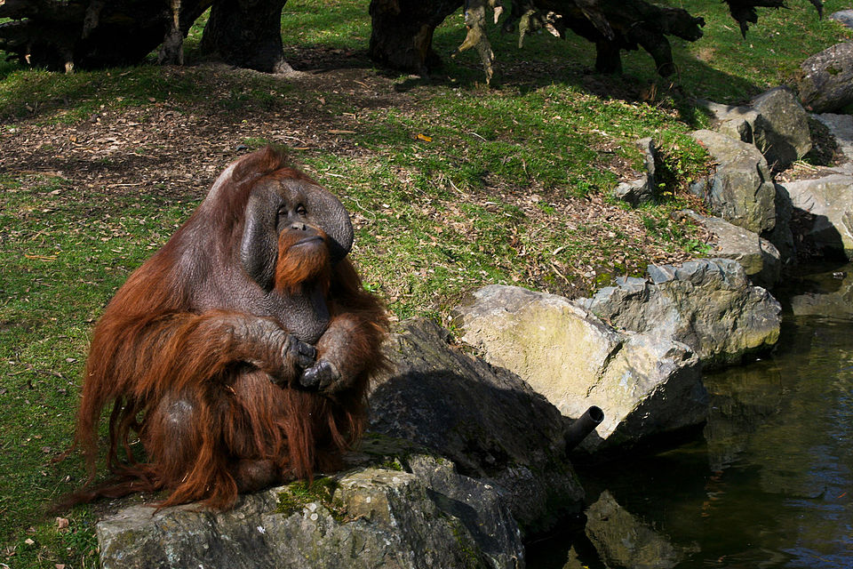 Photograph of an orangutan sitting on a rock, looking pensively across a river.