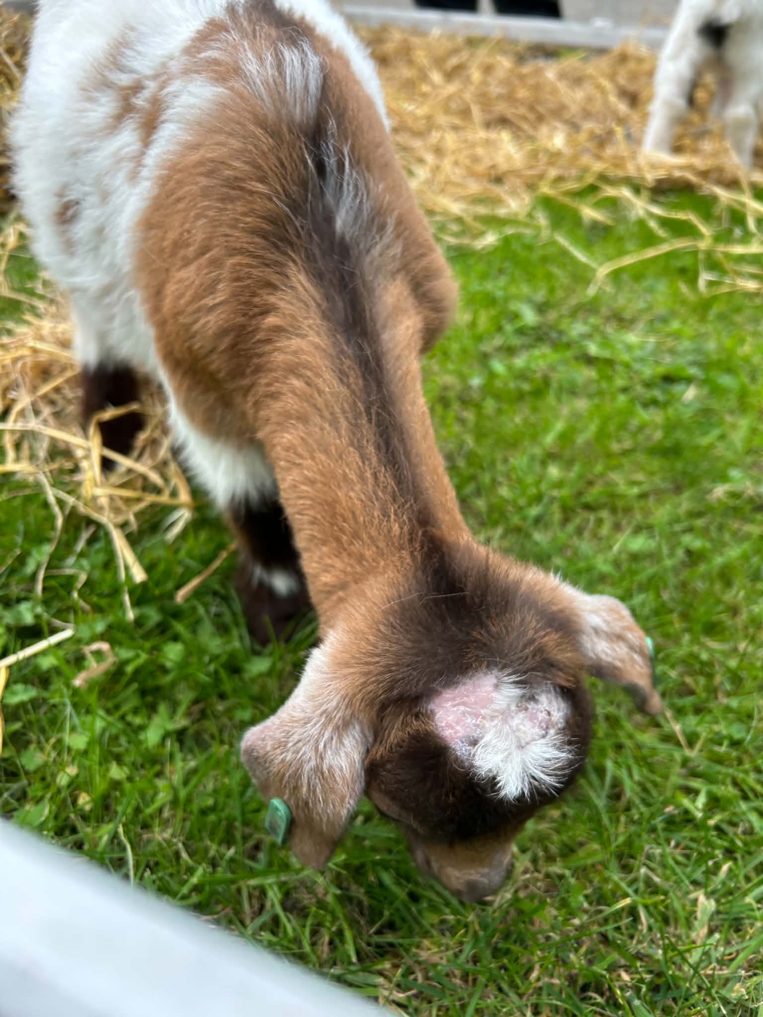 A young goat munching on some grass.
