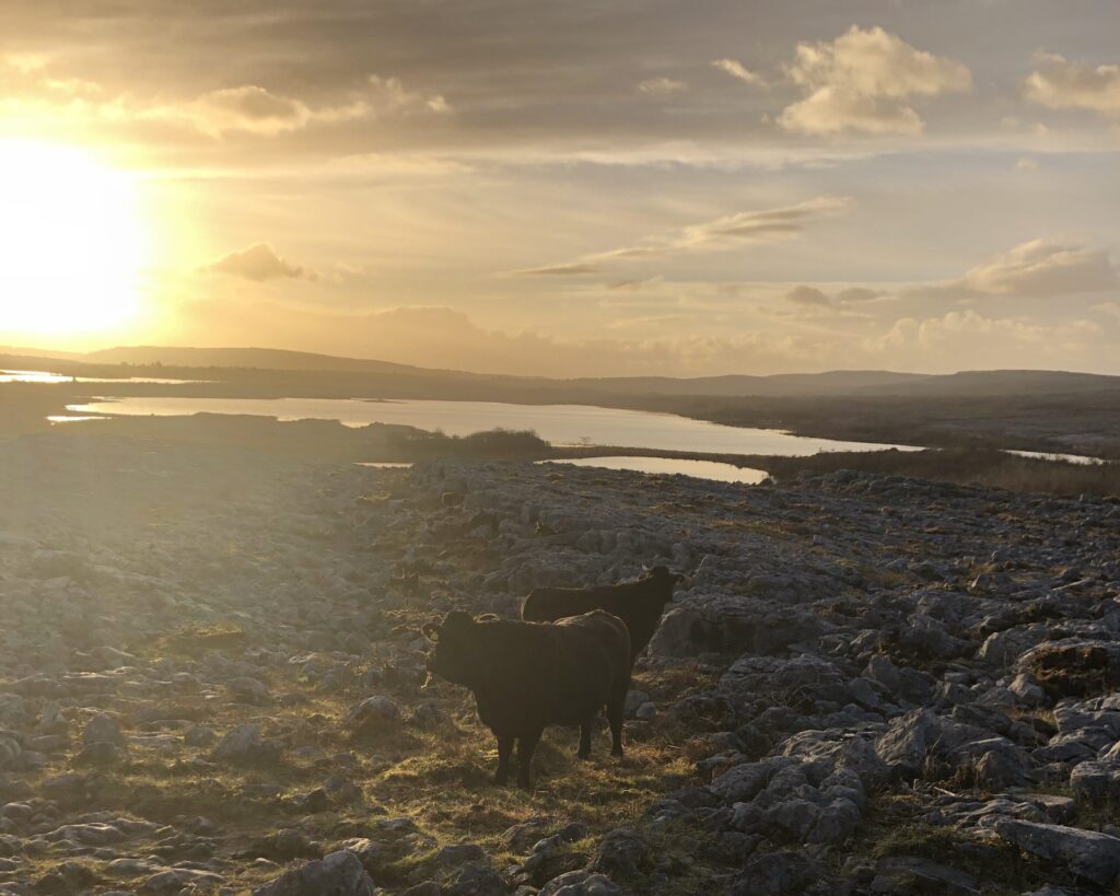 A sunset on a rocky landscape. There is a lake in the distance, reflecting the setting sun. Two cows are in the foreground.
